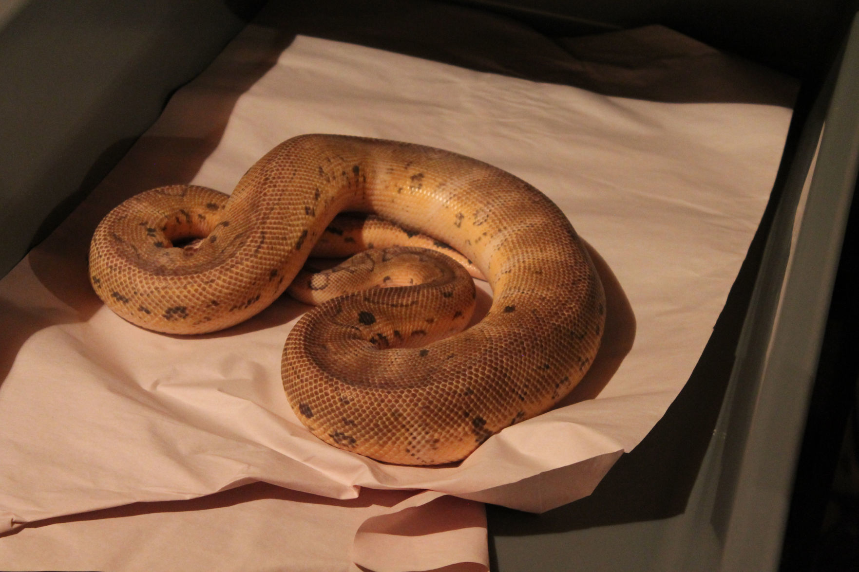 Reptiles